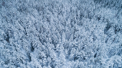 Aerial view of snow covered forest in the mountains during a winter with lots of snow.
