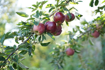 tree branch in an apple
