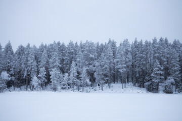 Spruce tree forest covered by fresh snow during Winter theme. White snow foreground and white sky. 
