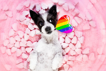 happy valentines gay pride dog in bed of marshmallows