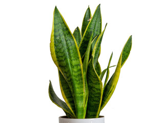 Sansevieria plant on white background