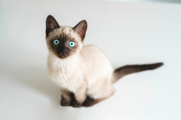 cute blue-eyed kitten of the Siamese breed, sitting on a light background