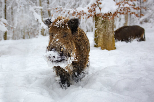 Wildschwein