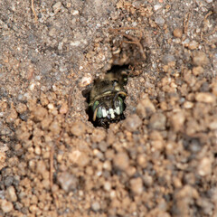 Eastern Mining Bee Female at Nest Entrance (Calliopsis andreniformis)