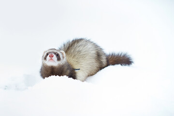 Fototapeta na wymiar Ferret female outdoor in fresh white snow