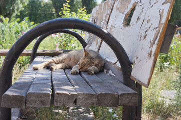 City cat sleeps on an old bench, a state of relaxation and freedom