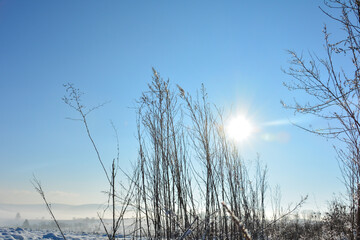 Sun, blue sky and tall grass in winter