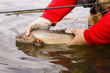 Bull Trout showing its unique markings in the Boreal Forest region of Alberta