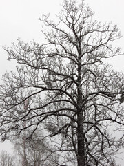 silhouette of a tree
