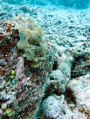 Baumschnecke Marionia  spec.