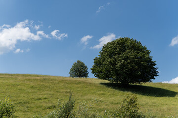 Obraz premium tree in the field