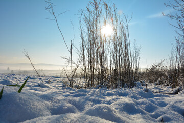 Fototapeta na wymiar Tall grass with sun, snow and blue sky