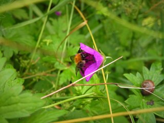 Bumblebee on flower