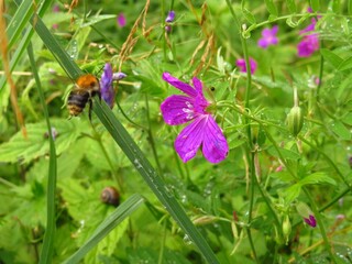 Flying bumblebee