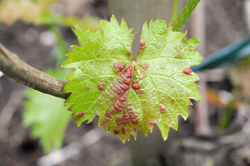 Grape gall mite (Eriophyes vitis) - 
Blattgallmilben an Weinblatt