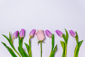 purple tulips and pink rose row on white background closeup top view. spring season concept. minimal composition. row of colorful tulips flowers flat lay with copy space