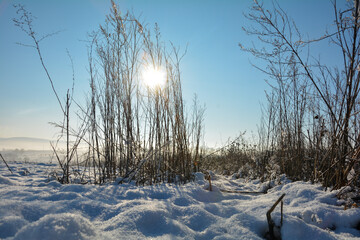 Sun shines through tall grass in winter with a lot of snow