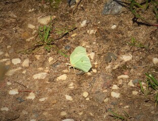 Butterfly on the ground