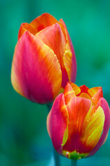 Tulip blossom - Tulpenbluete