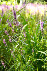 Willow loosestrife (Lythrum salicaria L.). Flowering plant