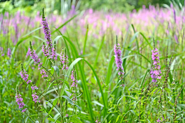 Lilac inflorescences of willow bush (Lythrum salicaria L.)