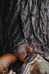 Naklejka na ściany i meble red squirrel with walnut sits on the brown bark of a tree
