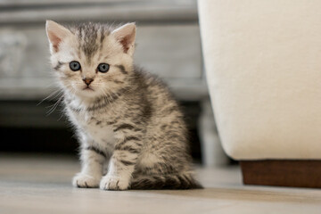 Cute newborn kitten, white with grey stripes looking straight into the camera