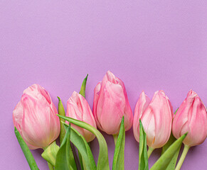 Fototapeta premium 5 five Tender pink tulips on bottom of pastel violet background. Flat lay. Copy space. Concept of international women's day, mother's day, easter