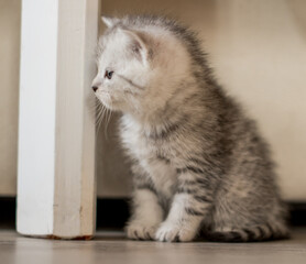 Cute newborn kitten, white with grey stripes, being curious