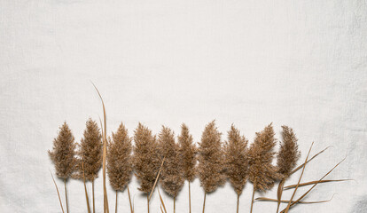 Dried reed flowers in a row on white linen and copy space