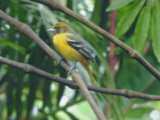 Baltimore Oriole Male Young