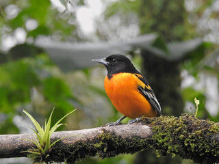 Baltimore Oriole Male 4