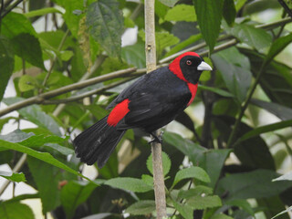 Crimson Collared Tanager  3 