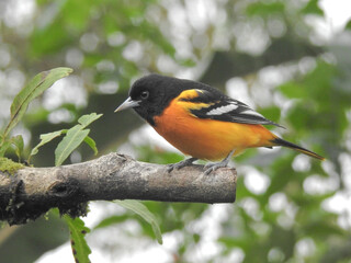 Baltimore Oriole Male 7
