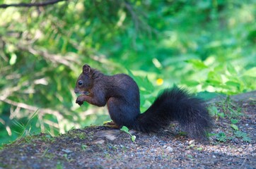  Squirrel in the forest eats a nut. Animal photo in the forest above Davos Switzerland. Close up of a rodent