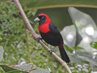 Crimson Collared Tanager 