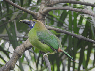 Emerald Toucanet 1