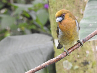 Prong Billet Barbe 3