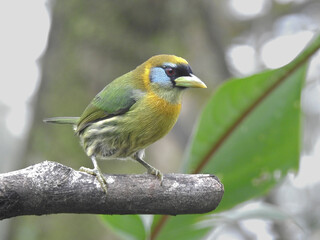 Red Headed Barbet Female 1