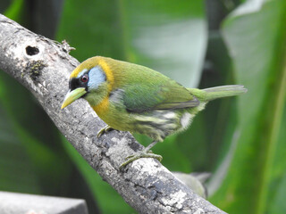 Red Headed Barbet Female