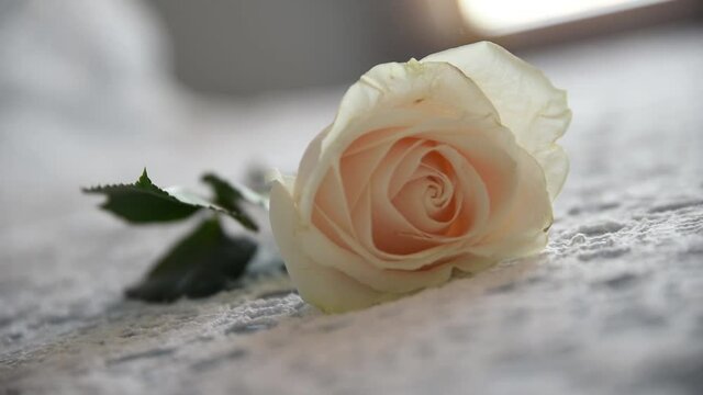 A white rose on the bed. A romantic gift, a rose with white petals