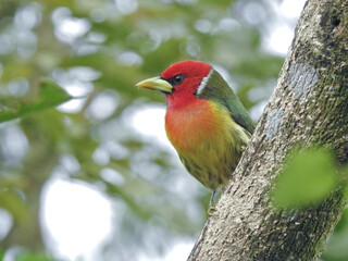 Red Headed Barbet Male 