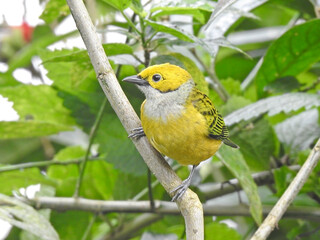 Silver Thoated Tanager 1