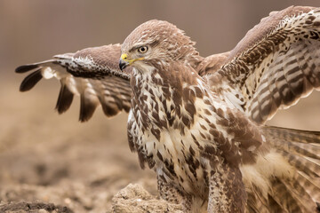 Common buzzard in threatening position (Buteo buteo) in the fields in natural habitat, buzzards...