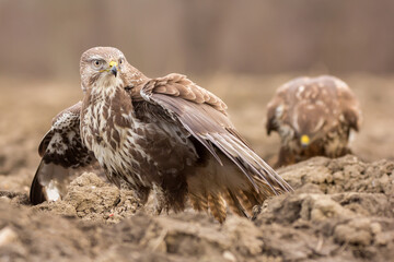 Common buzzard in threatening position (Buteo buteo) in the fields in natural habitat, buzzards...