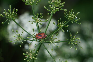 Brown bugs