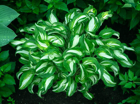 Green leaves of the hosta flower on a flower bed in the garden.