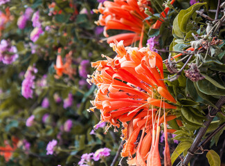 Flores naranjas con un fondo de plantas verdes y flores moradas.