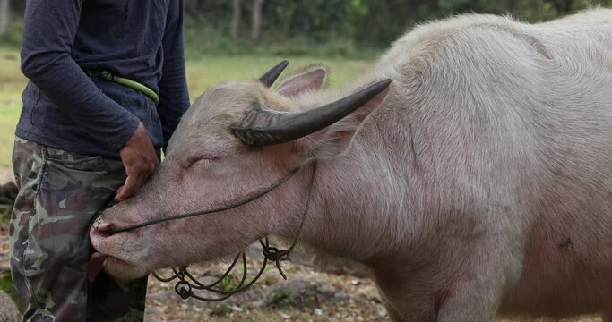 A young docile Thai albino water buffalo forming a strong bonding with its owner.
