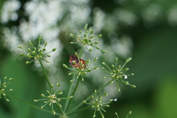 Brown bugs